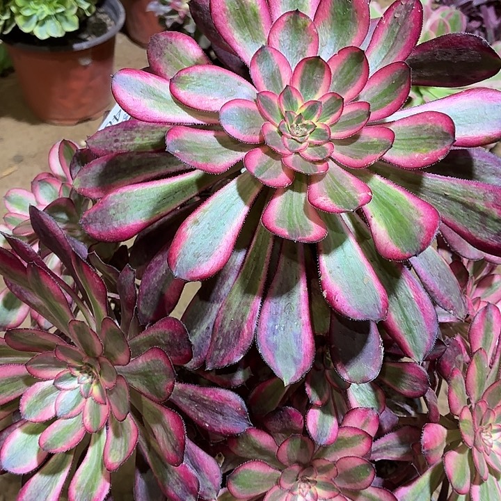 香奈儿一棵脱土18.8