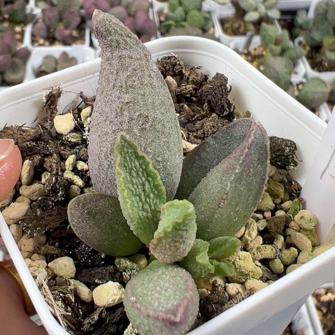 w粉红小猪有干疤特价