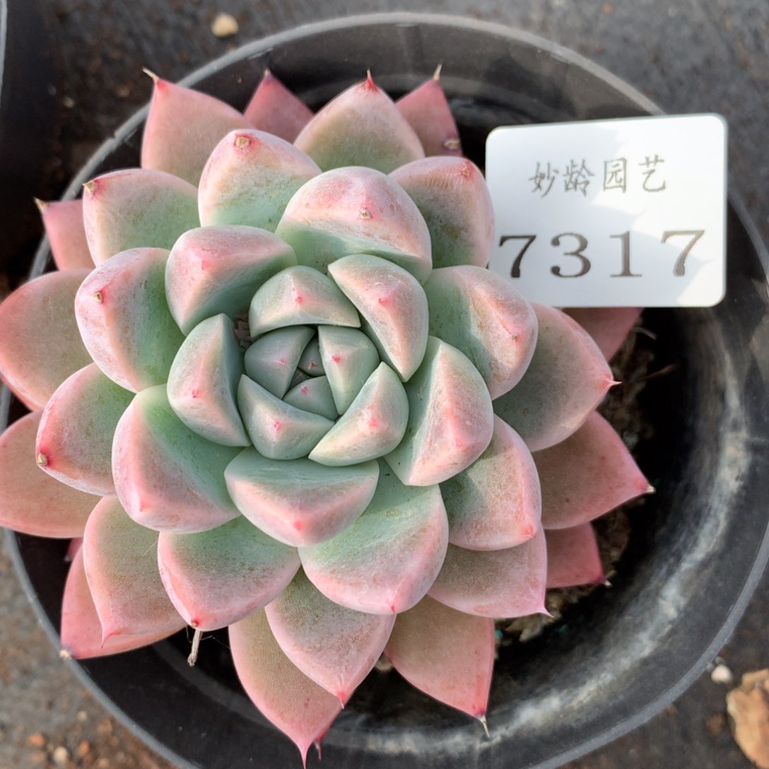 7317杂交多肉老桩