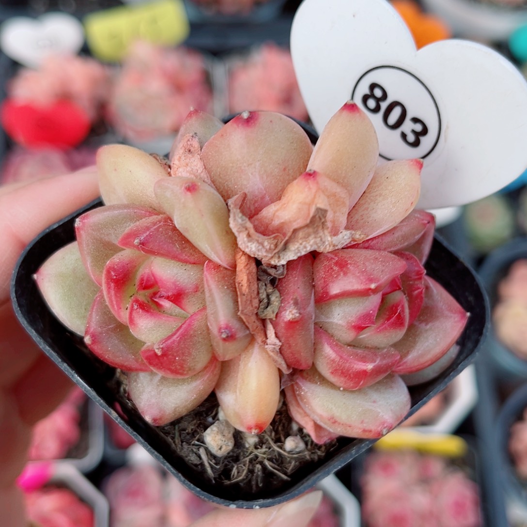 803号小老桩珍妮群