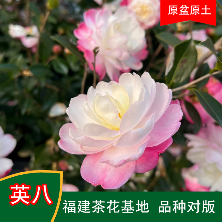 英八茶梅山茶花盆栽带花苞好养活适合室内外阳台玫瑰庭院种植