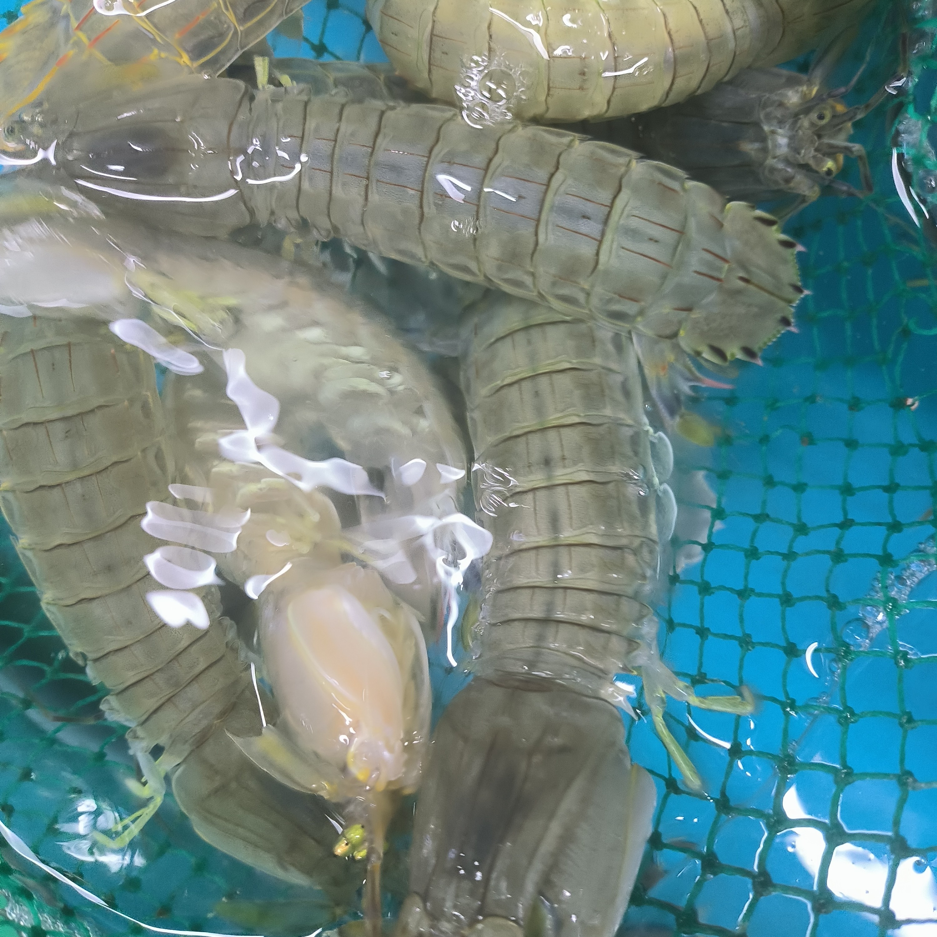 特惠｜活鲜虾爬|皮皮虾（+-20g）