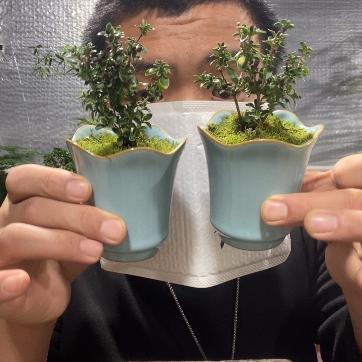 C***b以实际为准盆景绿植盆栽34