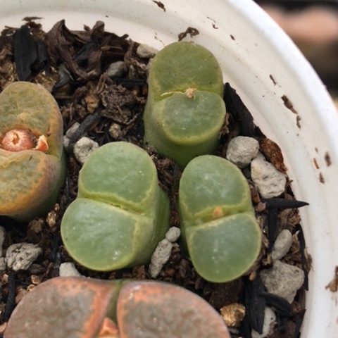 多肉肉锥 3头绿风铃