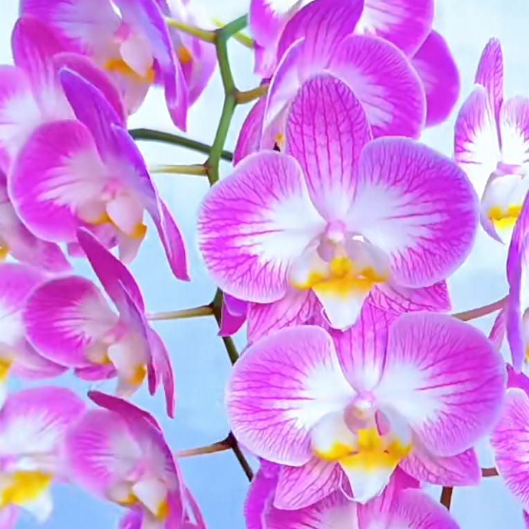 蝴蝶兰(斯普利特)2.8寸杯苗