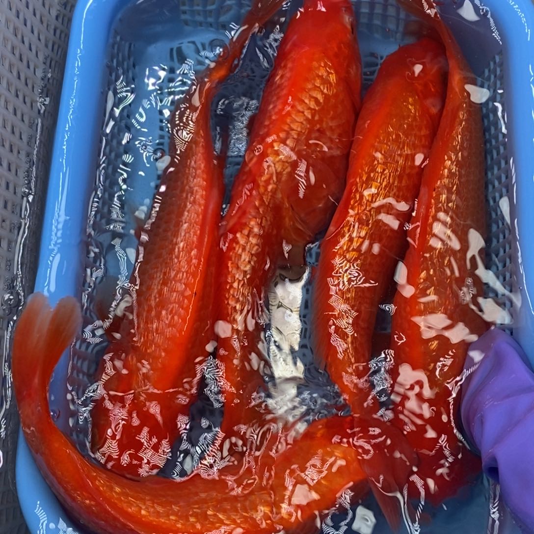 锦鲤冷水锦鲤包邮