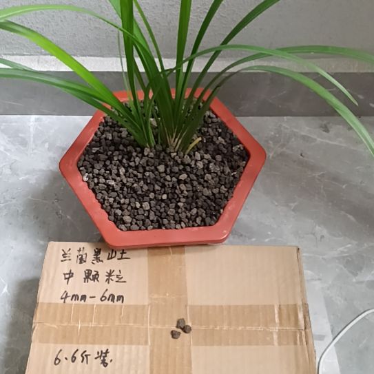 缘***兰兰菌黑山土中颗粒6.6斤