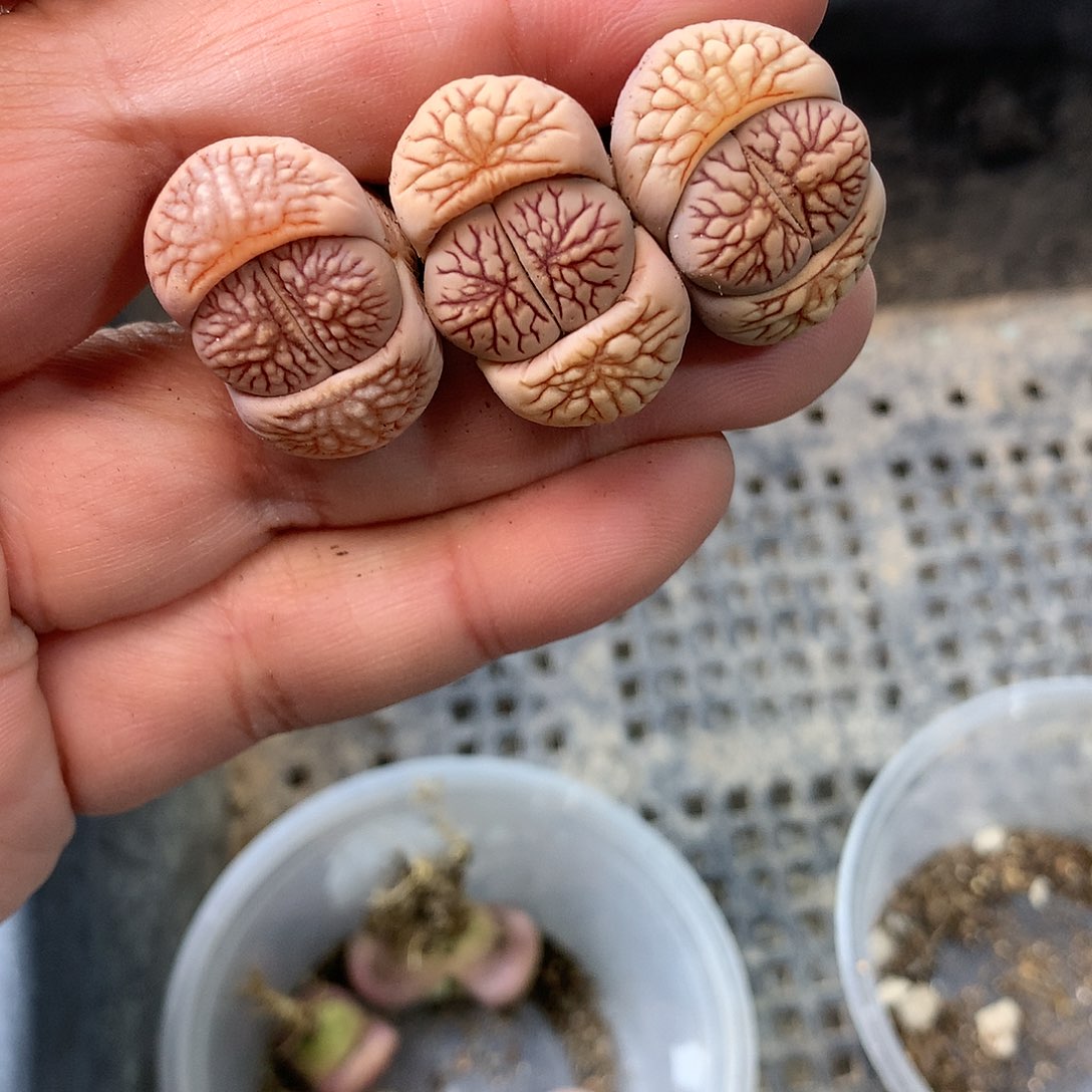 C951多肉植物保护研究所