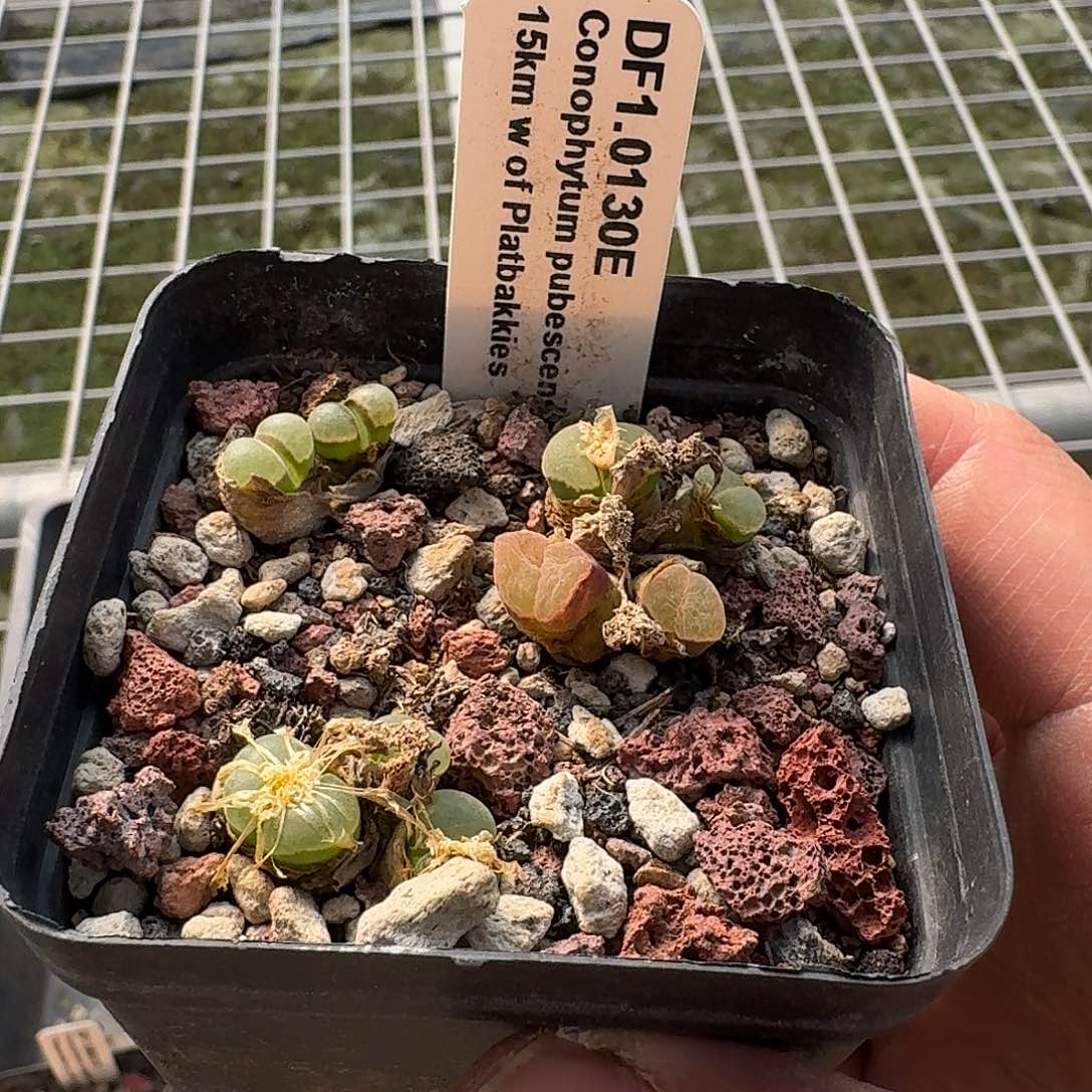 肉锥15km整盆带盆