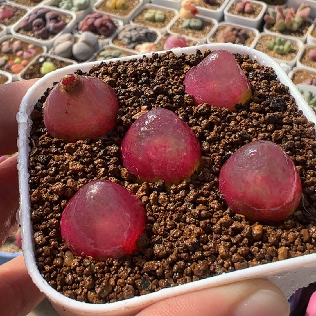 452多肉植物百科