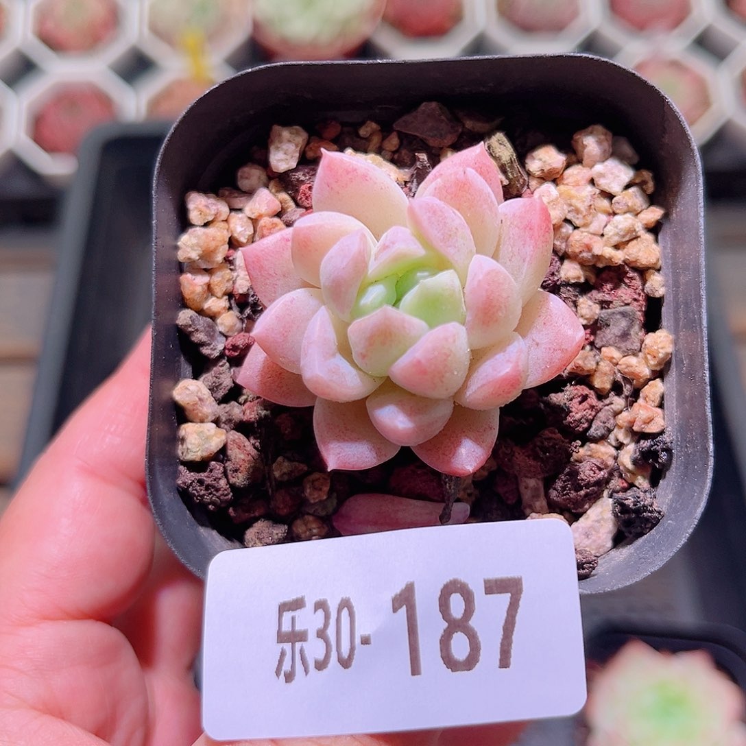 乐然30-187 奶糖单头 