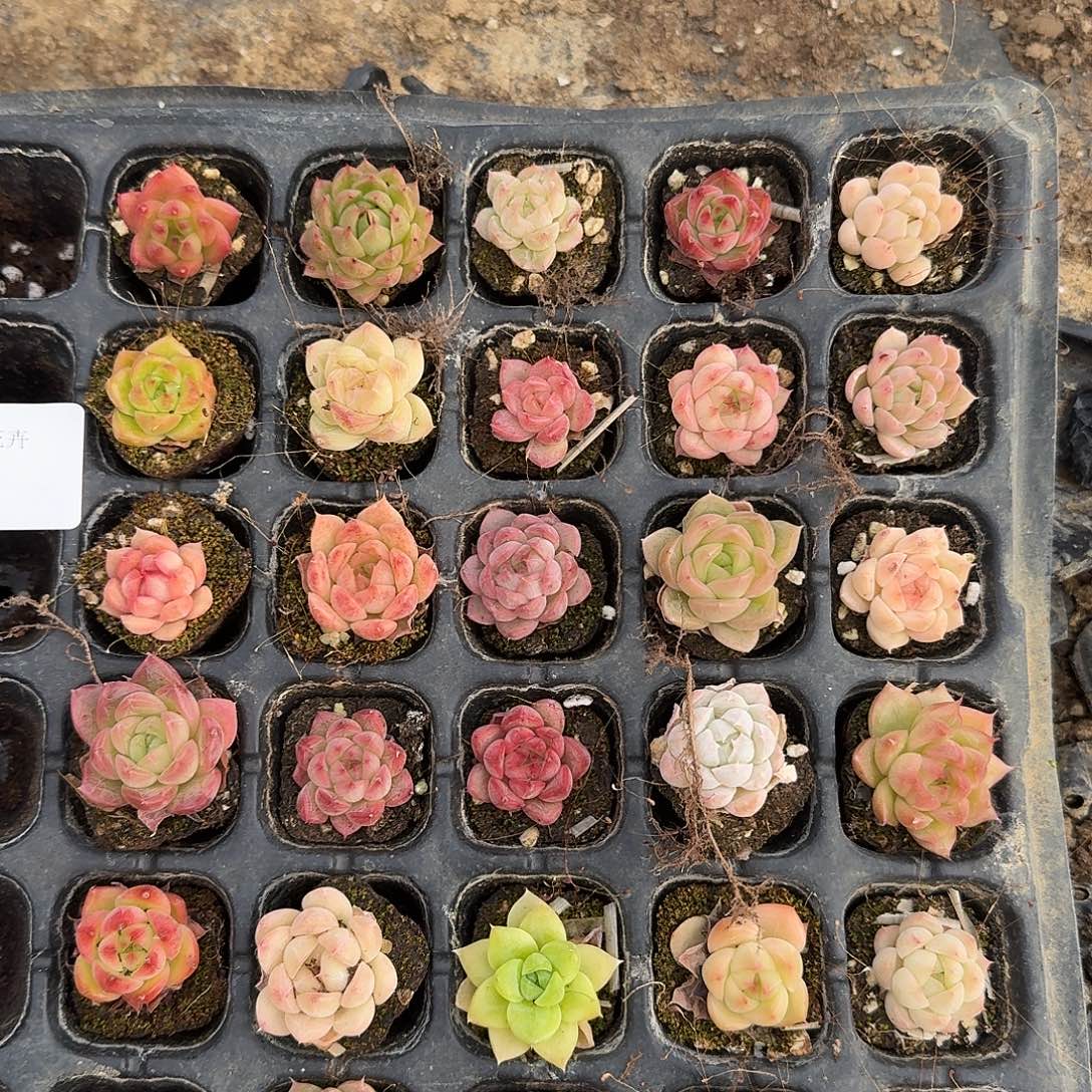 3-20小麦秆三十颗量拍发货