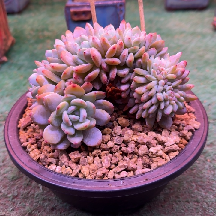 星影树缀无砍多肉