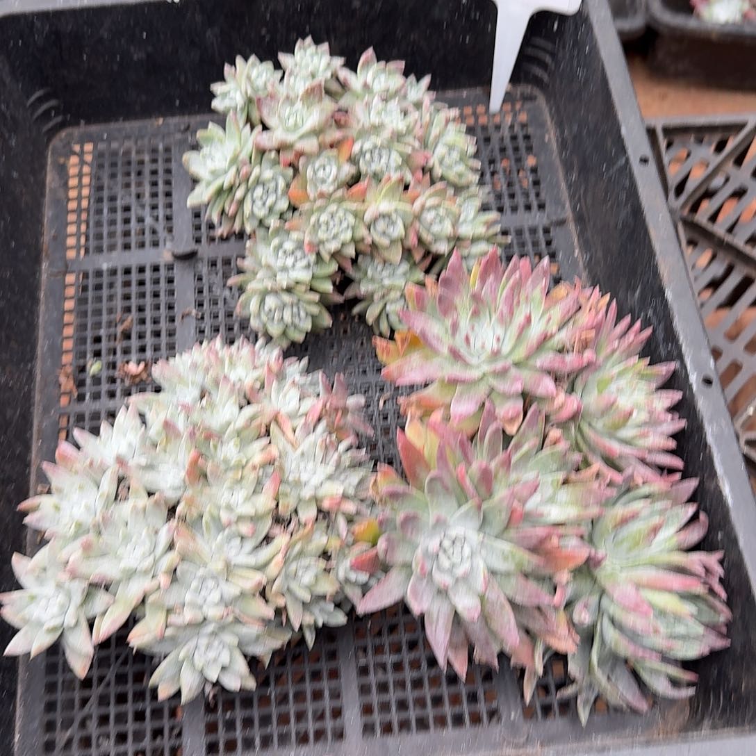 遇***.多肉植物仙女杯A212