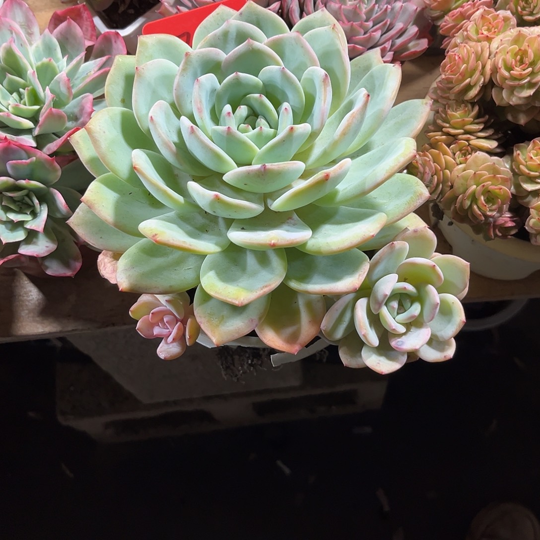 肥****00000000000000000002201