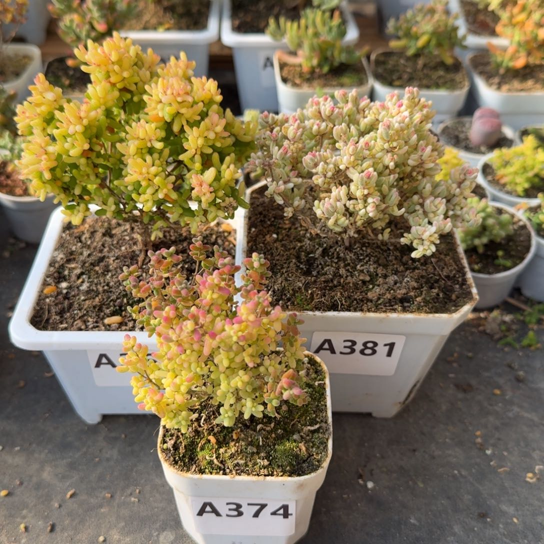 海***屏A374米粒锦381红宝石锦362糖球3号锦