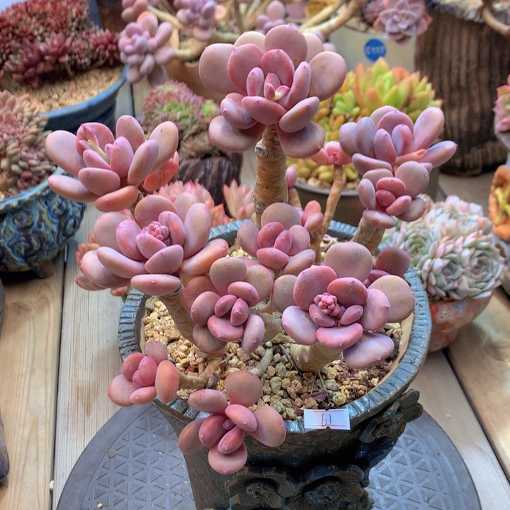 大****筋一物一拍脱土洛根发货61