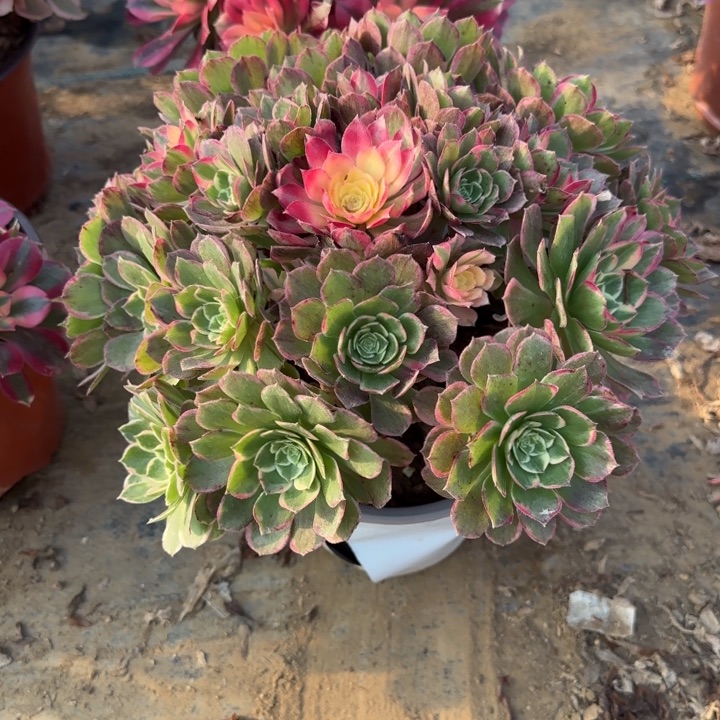 26-48海燕多肉不包售后