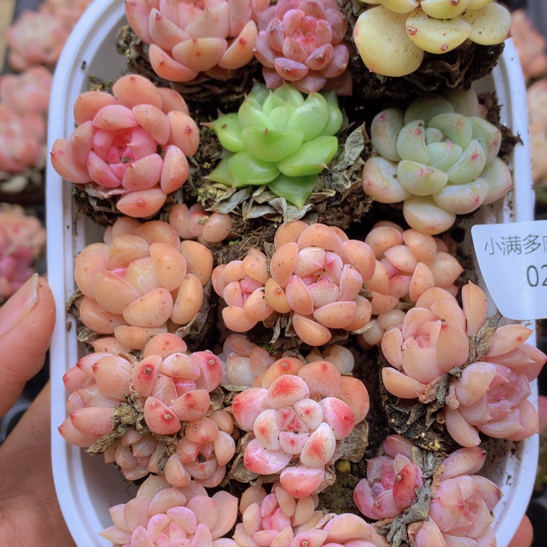 我要睡觉了哦晚安啦024