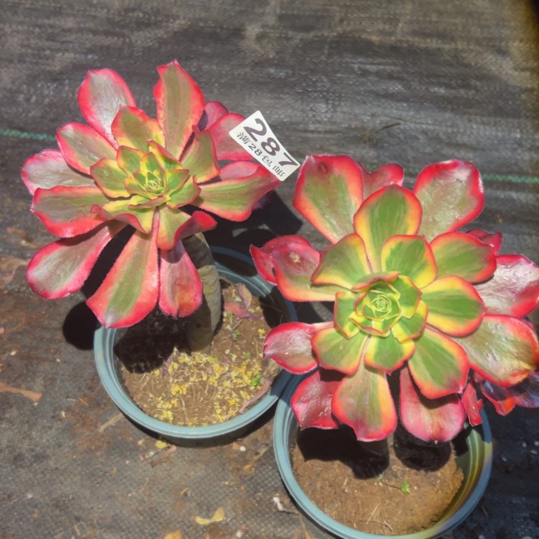 多肉植物287两颗魅影