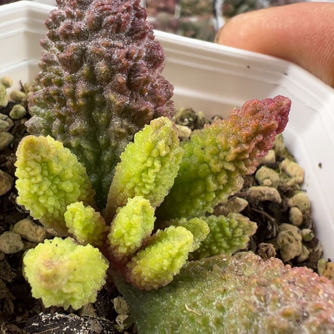 海胆水泡多肉植物水泡