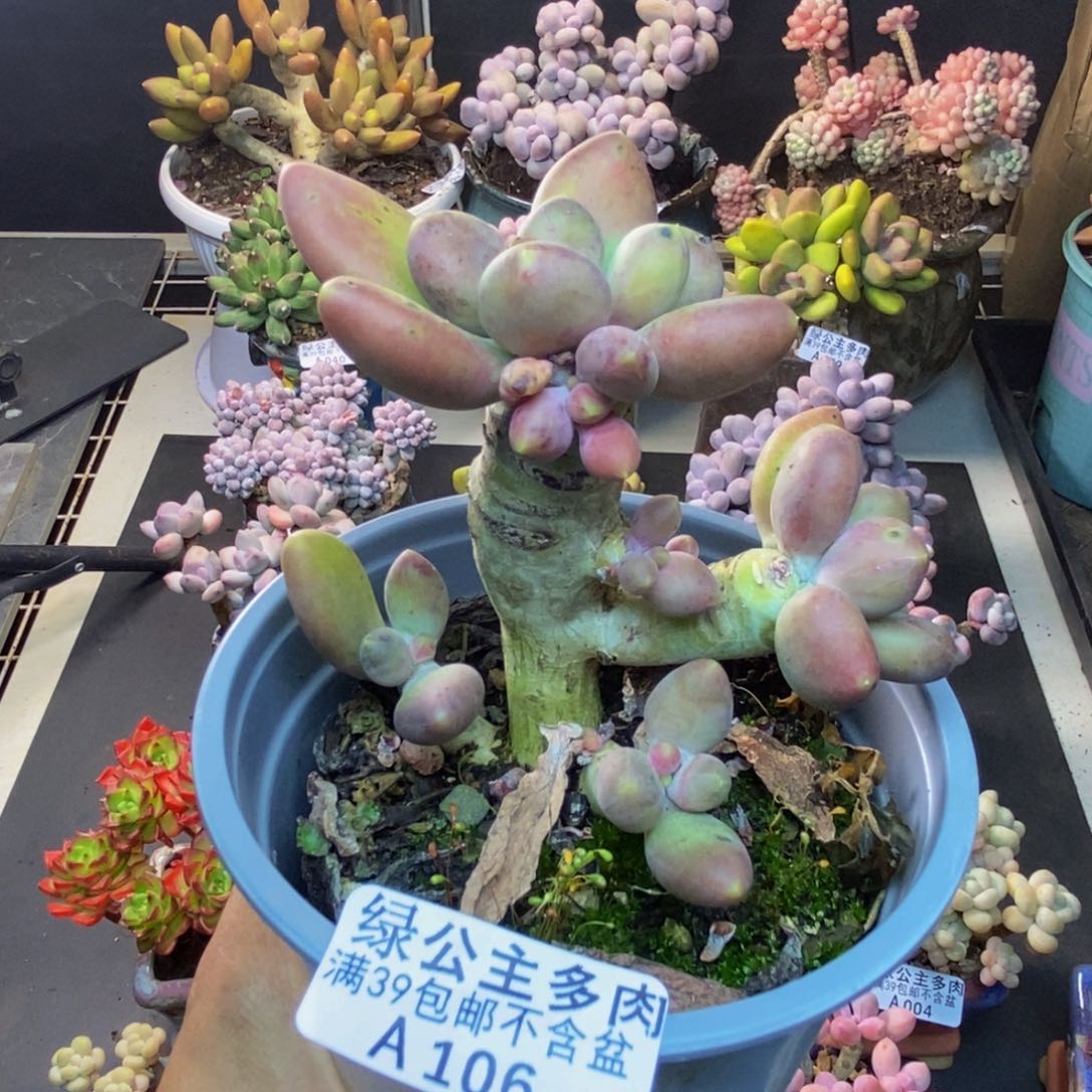 106芒果奶多肉7c m