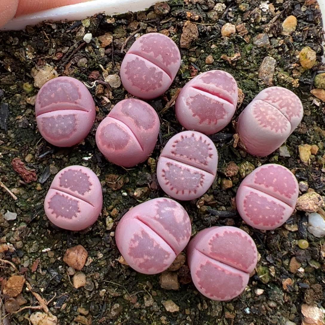 2.21好看的多肉187