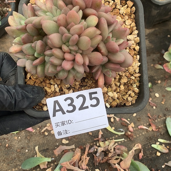 璐璐多肉一物一拍