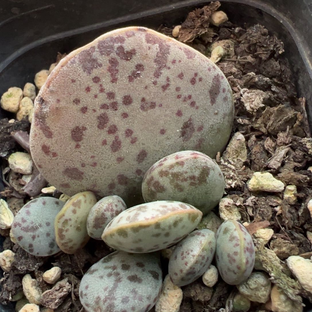 特价花蛋大苗斑点款多肉植物水泡