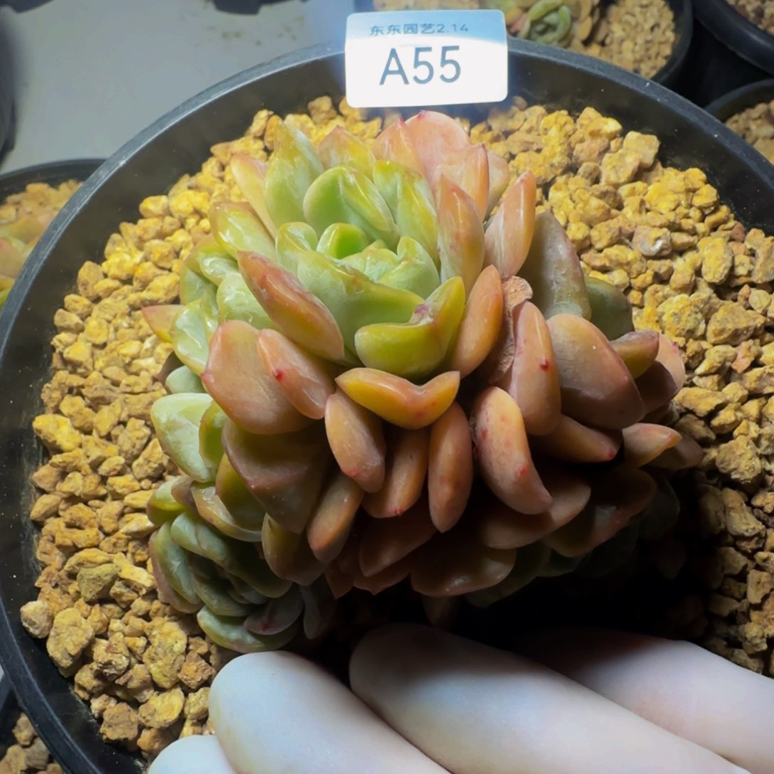 a a a a a a a a a 55