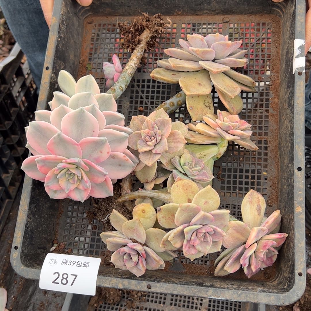 287紫乐锦老桩多肉