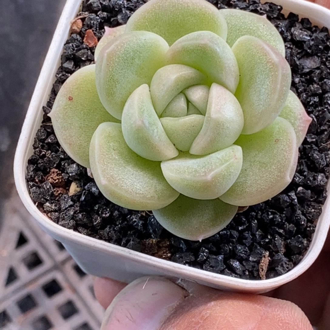 天官赐福百无禁忌