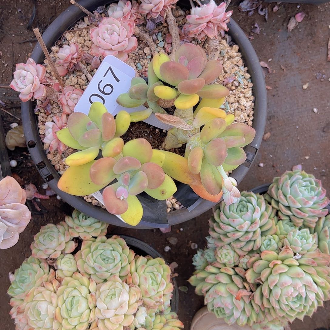 好****༅067芒果奶10不售后