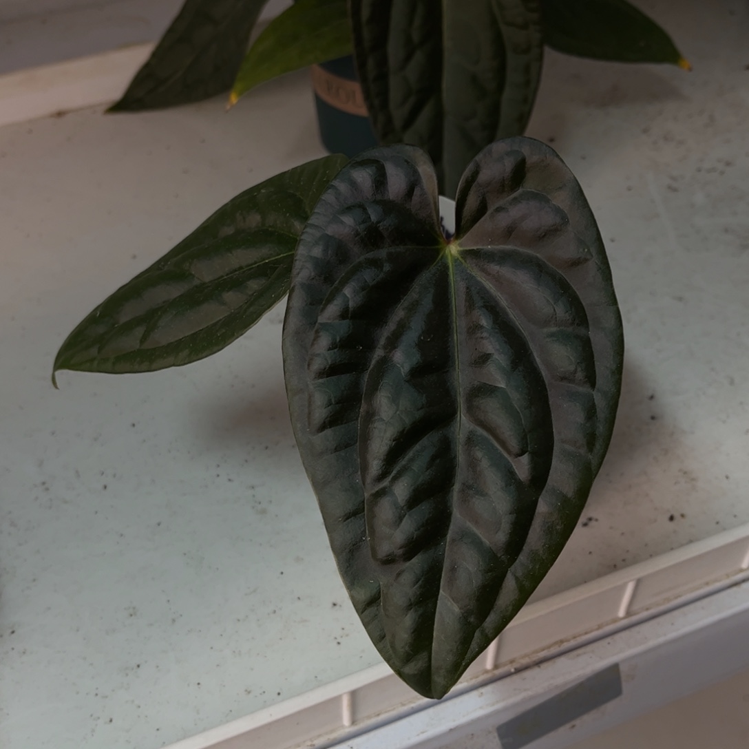 无花朵奢华杂（0878）