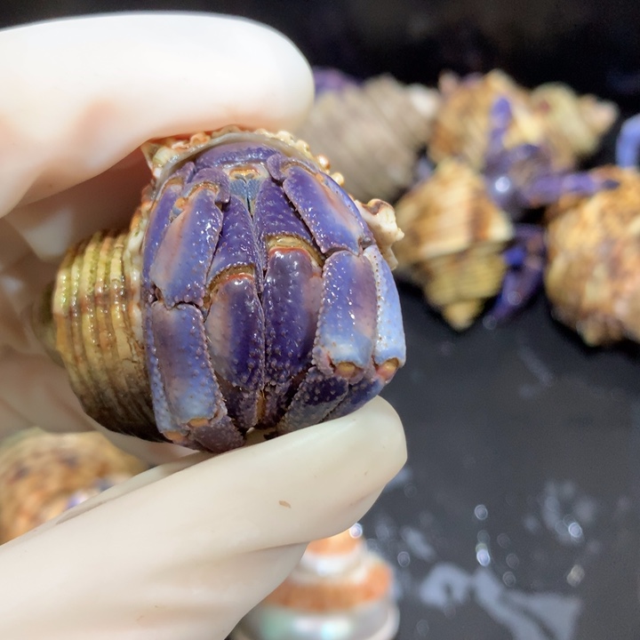 2.8口全品紫粉无黑线