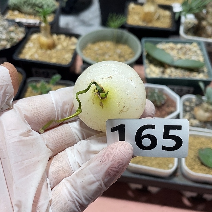 南***园165大型仓角殿块根