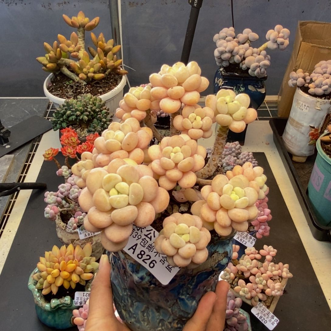 826洛可可多肉8cm