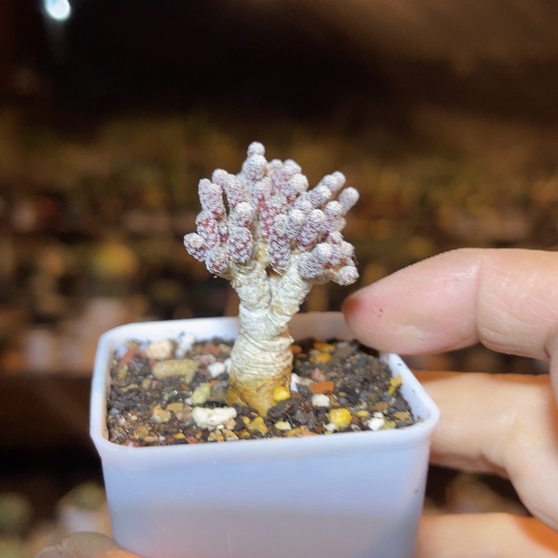 实生迷你牧师一物一拍