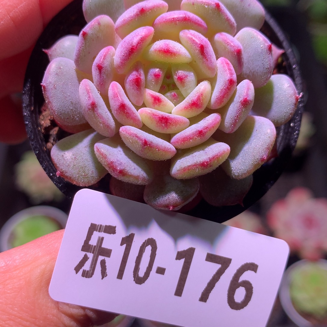 乐然10-176 哈尼单头 