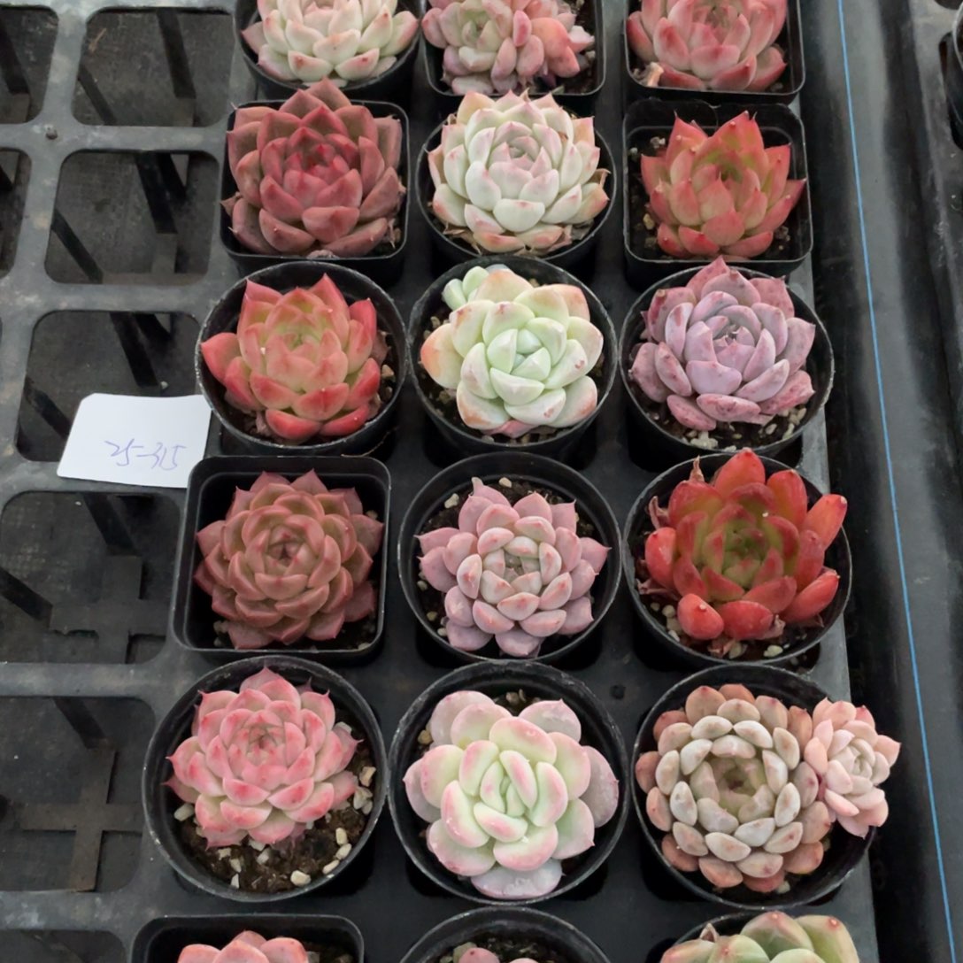 一物一拍18棵25-315