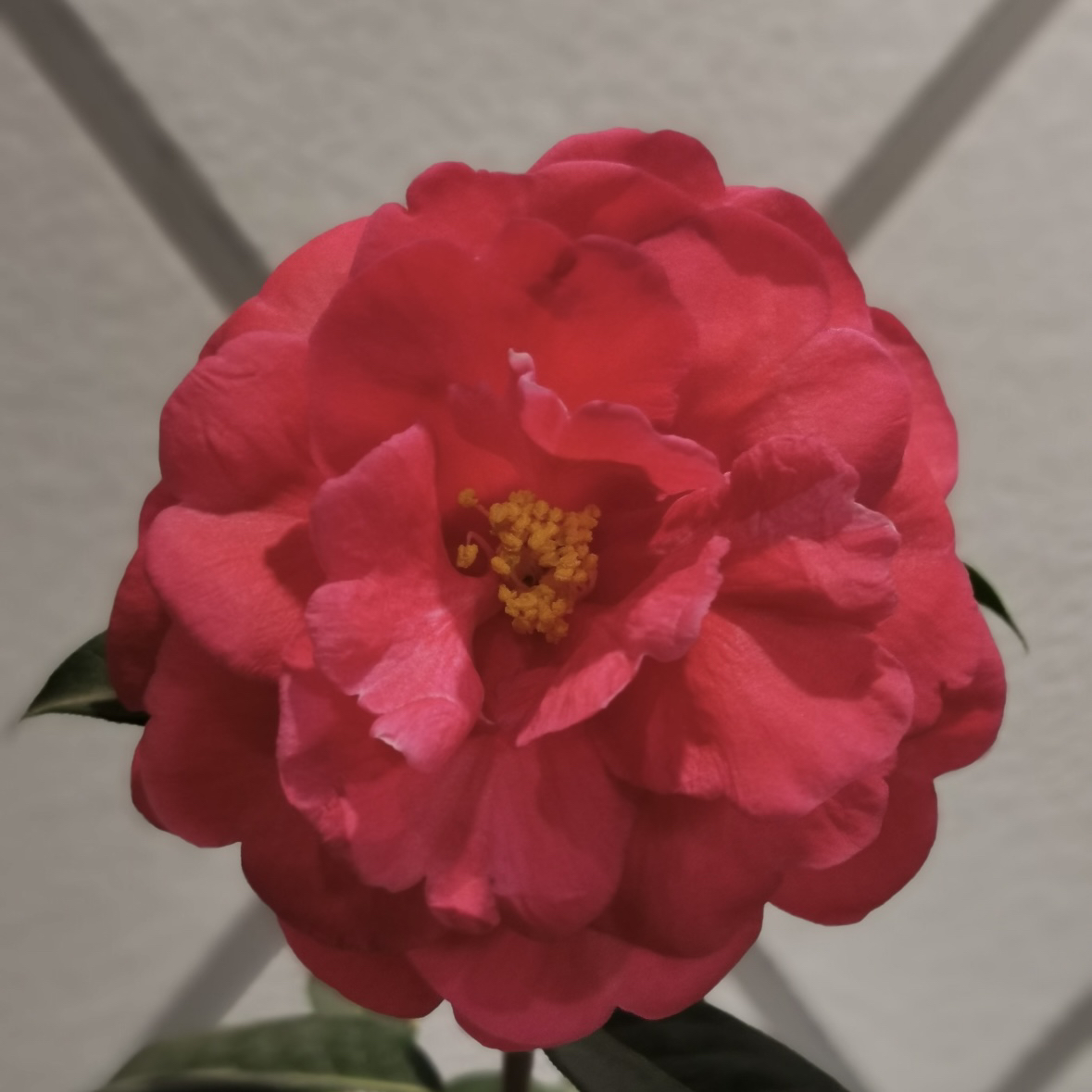 【凤山茶】云南茶花传统老品种7-8年靠接苗，高度1-1.4米
