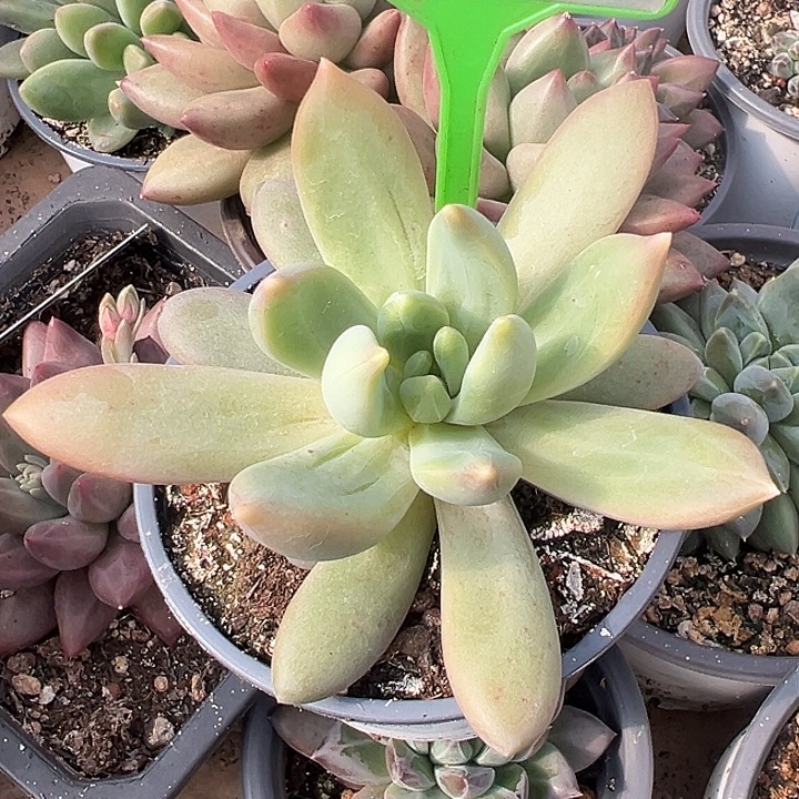 朵唯奇一物一拍578