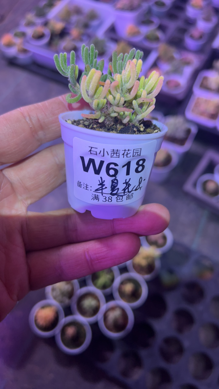 半夏花-荧光兔锦-多肉植物枝干番杏