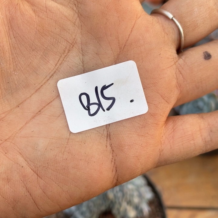 花***卷哈哈哈哈哈哈糊815