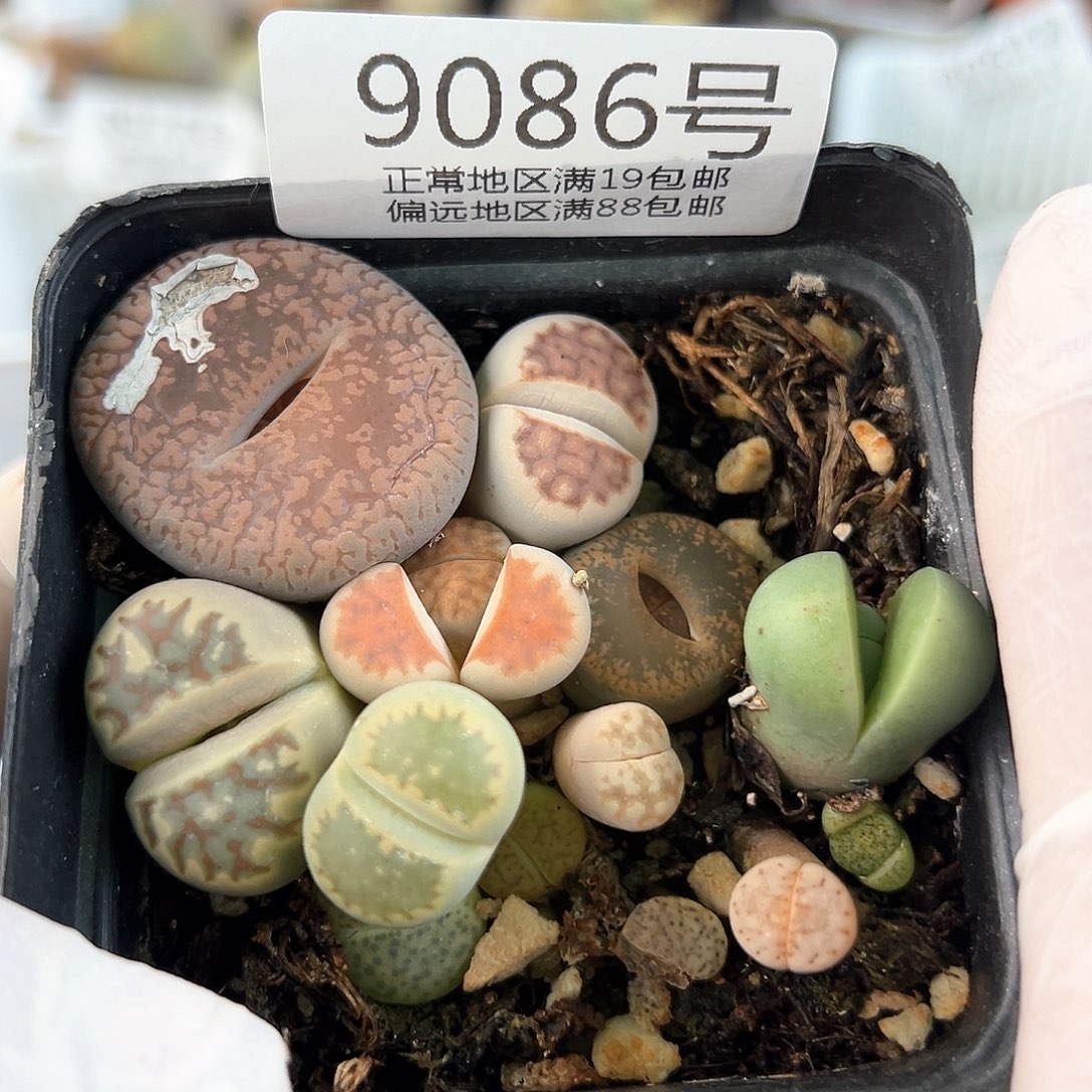 好养易活生石花大母本9086