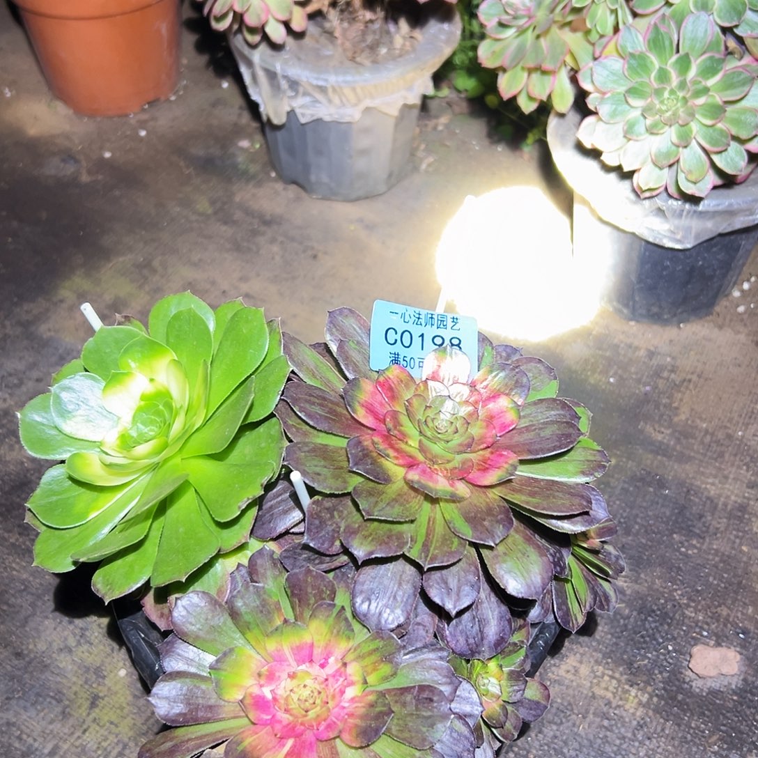 198花月夜药锦、多肉植物