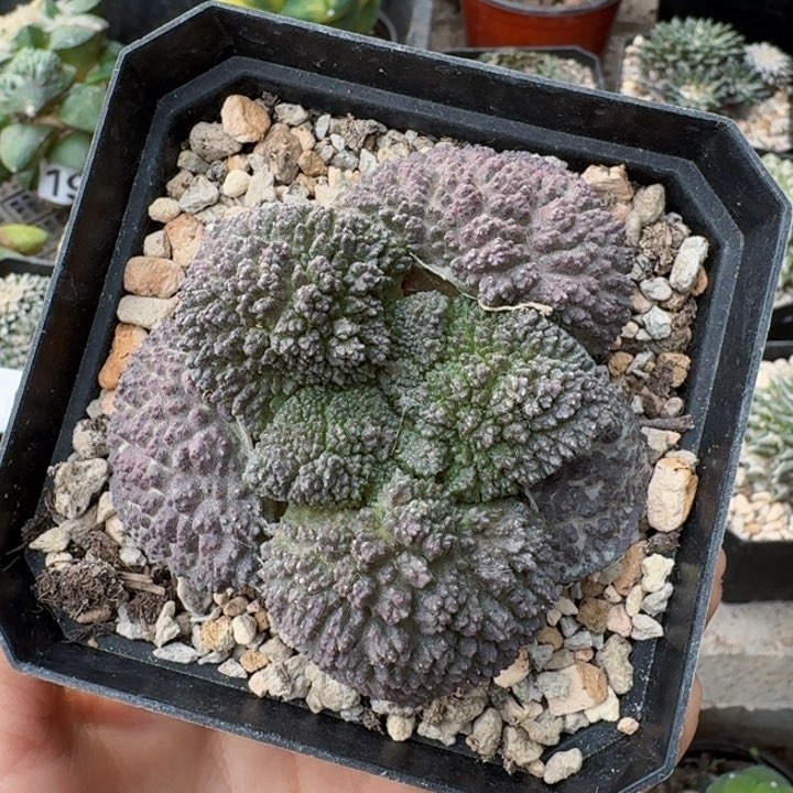 404萝卜根无毛大尤哥斯拉牡丹