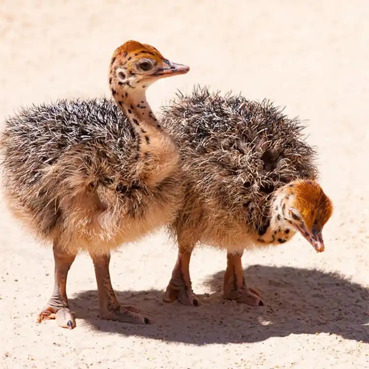 宠物文鸟 可牵绳