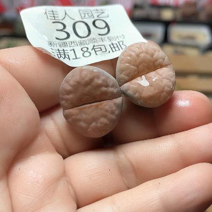 佳人园艺上福利了粉红包309