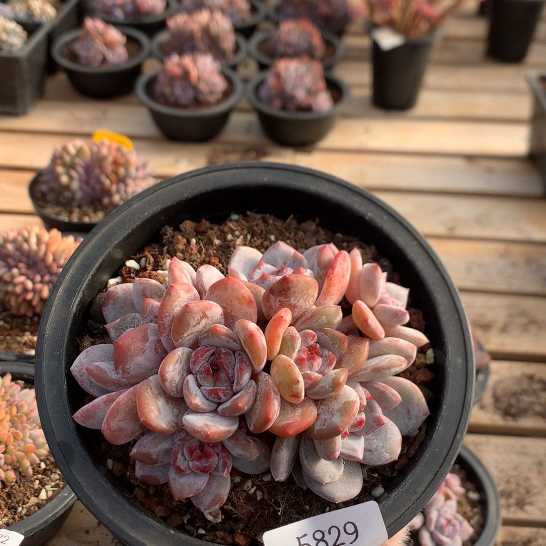 13厘米七头钻石溏心石榴籽5829